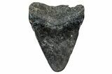 Bargain, Juvenile Megalodon Tooth - Georgia #338775-1